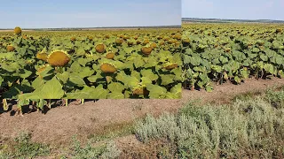 Подсолнечник Неома на целине,после цветения в августе.No-till Ukraine.