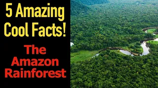 5 Fascinating Facts About the Amazon Rainforest