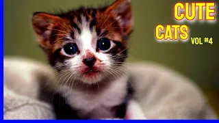 Cute Cats| Cute Cat Videos 2021 Vol #4 | Funny Cat Videos 2021