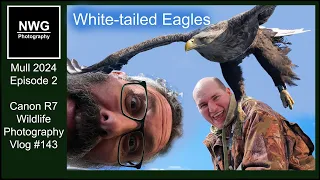 White-tailed Eagles - Mull 2024 - Episode 2 - Wildlife Photography - Vlog 143