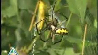 Garden Spiders