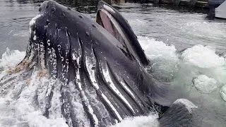 Humpback Whale Breaches Surface By Docks