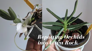 Repotting Orchids into Lava Rock | Angraecum Didieri