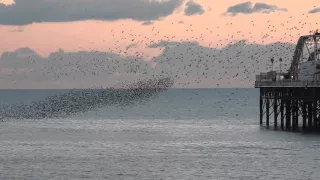 Starling murmuration by Palace Pier in Brighton