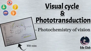 Visual Cycle | Phototransduction | Photochemistry of vision || Special Senses Physiology