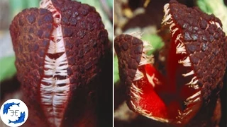 15 Weird and Bizarre Plants