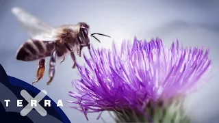 10 Fakten über Bienen | Superzeitlupe