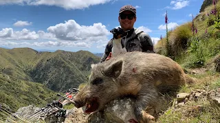 Open Tussock Hogs | Bow Hunting NZ | 3 Arrows 3 Pigs.