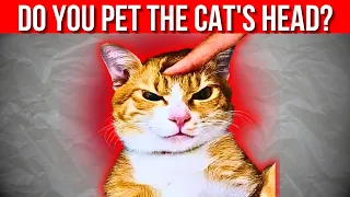 THE RISKS OF TOUCHING YOUR CAT |  Discover how felines understand this behavior