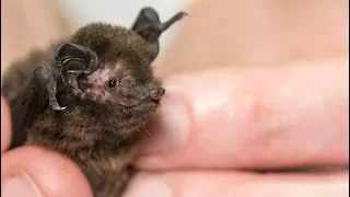 Catching Long-Tailed Bats in the Waitakere Ranges