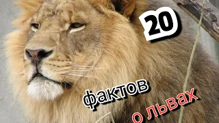 20 ИНТЕРЕСНЫХ ФАКТОВ О ЛЬВАХ!