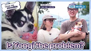 Is Yongi the problem like the owner says? [Dogs are incredible : EP.185-1] | KBS WORLD TV 230905