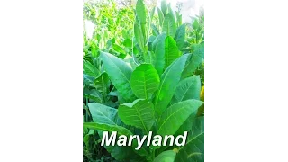 ДНЕВНИК ТАБАКОВОДА № 28  ( 12.07 О сорте Maryland ) ТАБАК