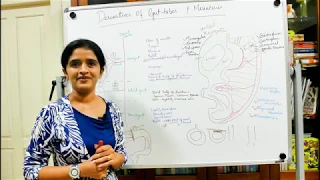 THE DERIVATIVES OF THE GUT TUBES AND THE MESENTERIES-DEVELOPMENT OF THE GIT-PART 3-DR ROSE JOSE MD