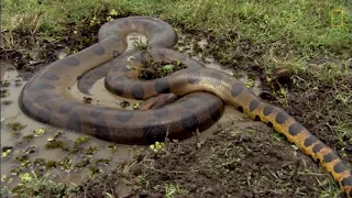 Anaconda: Silent Killer (Nat Geo Wild HD)