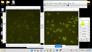 ImageJ: Adjusting microscopic images to the same brightness range