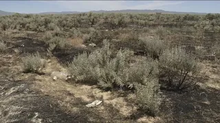 Crews contain three human-caused wildfires in southwest Idaho