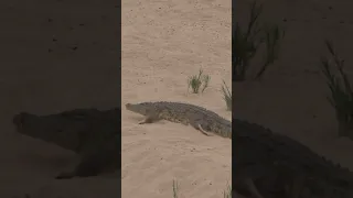 Crocodile vs Dragon Komodo