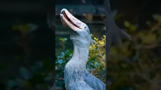 Shoebill Stork Sound