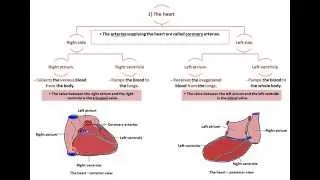 the heart - Dr.Ahmed Farid