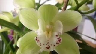Easy Cymbidium Orchid care, culture and re-bloom tips