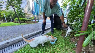 The choking stray street park cat. Improvement?