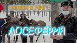 Первая  в мире лосеферма.Посёлок Якша.Загоны для лосей. Печоро-Илычский заповедник.Коми.