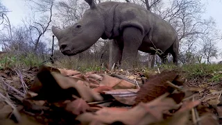 Racing Extinction 360 Video Rhinos