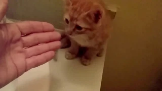 How to wash a Kitten without making it to scared