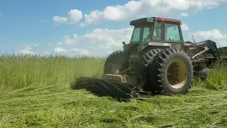 Roller-crimping Cereal Rye