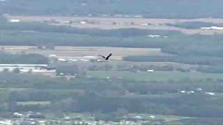 Bald eagle crashes Blue Angels' flyover | FOX 5 DC