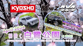 【RC】KYOSHO MINI-Z4X4 LC300 driving in Shirasagi Park with cherry blossoms in full bloom 桜咲く白鷺公園を走行