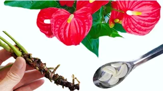 The Simple Way To Grow Anthurium From Branch With 100% Survival. .
