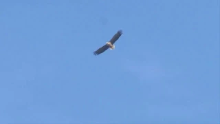 Zeearend boven de Diemerzeedijk, Muiden - White tailed eagle sighting near Amsterdam