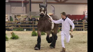 128th National Championship for Belgian Draft Horses