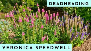 How to Deadhead Veronica Speedwell for More Flowers!