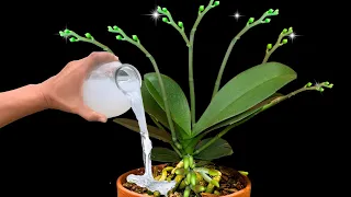 Magical DIY Fertilizer: Orchids Blooming Nonstop for 365 Days