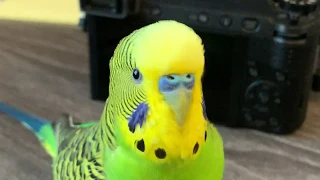 Kiwi the parakeet talks to the camera [English]