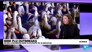 Tens of millions of birds culled, but avian influenza continues to spread • FRANCE 24 English