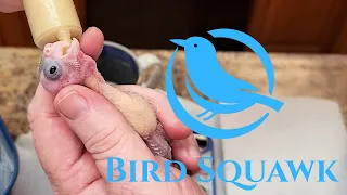 How To Hand Feed 9 Baby Cockatiels, And How To Clip Cockatiel Wings