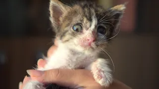 Blind And Sick Kitten Cries For Help 😭 But People Ignore Her - Episode 2 | Eyes Wide Open