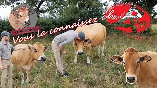 LA PARTHENAISE ( une vache formidable )