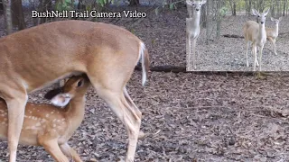 Fawn Nursing BushNell Trophy Cam Busy Wildlife Trail Camera Video Site