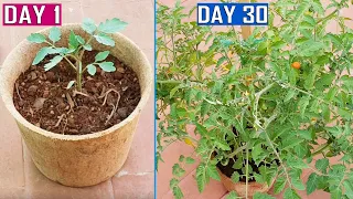 GROW PLANTS FASTER USING COCO COIR POTS & AIR PRUNING PRINCIPLE | Gardening Tips