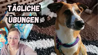 Diese 5 Übungen BRAUCHT dein Hund jeden Tag - KEIN "Sitz" oder "Fuß"