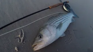 SURF FLY FISHING for STRIPED BASS - A PERFECT DAY - SALTWATER FLY RODDING the BEACH