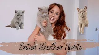 British Shorthair Kitten Update - 1 Year On | Feeding Routine | 1st Birthday | BSH Cat Cuddles