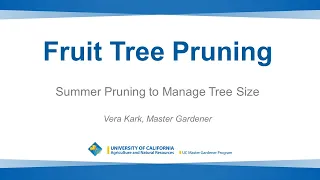 Summer Fruit Tree Pruning