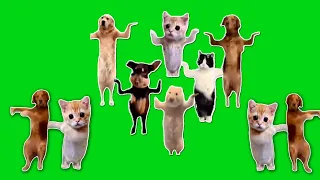 Animals Dancing to Chinese song (Green Screen No Copyright)