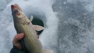 Finicky walleyes Feb 23 2017